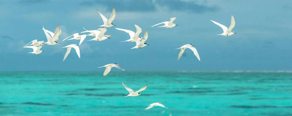 14 Inspiring Free Verse Examples in Poetry for Creators