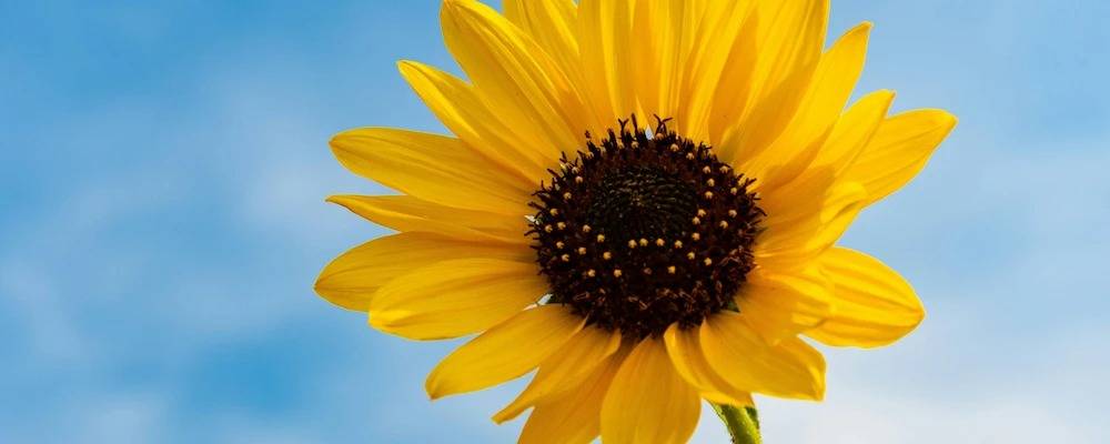 Symbolism in Poetry Examples: 8 Striking Poems